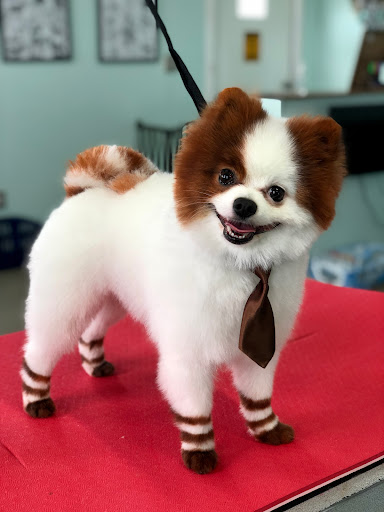 Sun Country Grooming - Thumbnail
