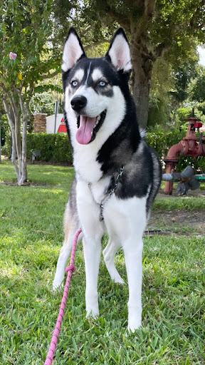 Woof Gang Bakery & Grooming Lake Mary - Thumbnail