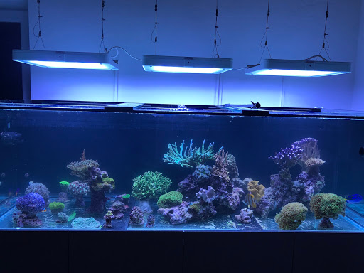 Jeko-Aquaristik - Thumbnail