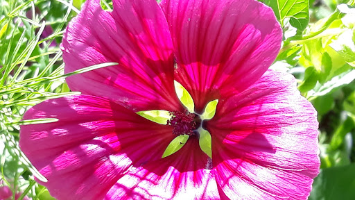 Burggarten Cadolzburg - Thumbnail
