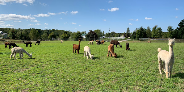 Cotton Creek Farms 11885 Jewell Rd, Thompsonville, MI 49683