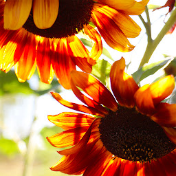 Photo n°8 de La Cabane aux Herbes à Chaux (Agriculteur)