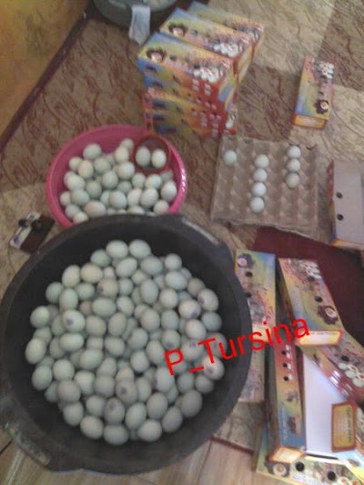 Photos of Rumah Ndog Asin Brebes P.Tursina