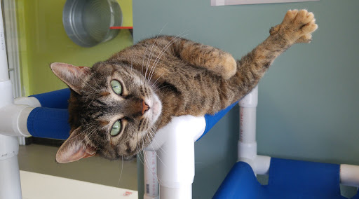 Palmetto Animal League Adoption Center Gallery - United States