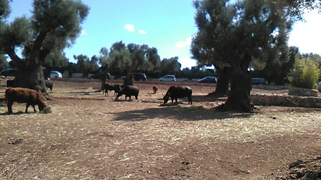 Parcheggio Zoo Safari, Fasano
