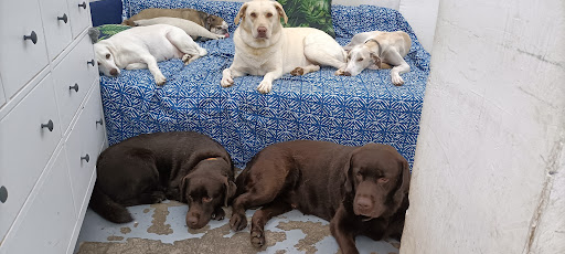 Hotel para perros Barcelona Dog Care