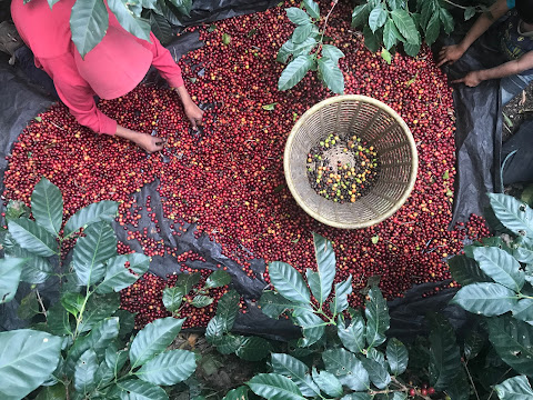 Biroso Coffee by null