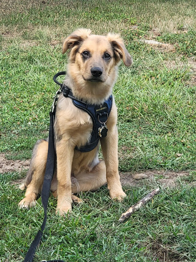 Clark County Humane Society - Thumbnail