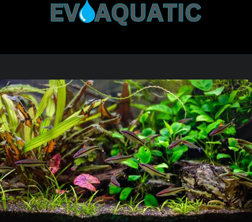 Evoaquatic - Visual