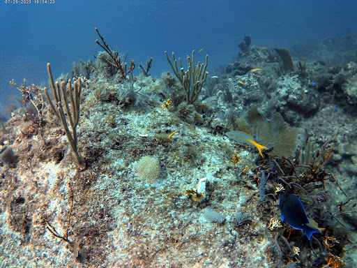 French Reef - Thumbnail