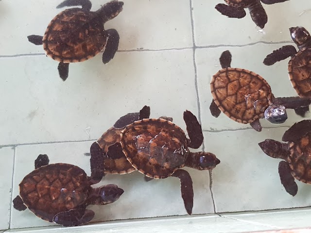 Gili Meno Turtle Sanctuary