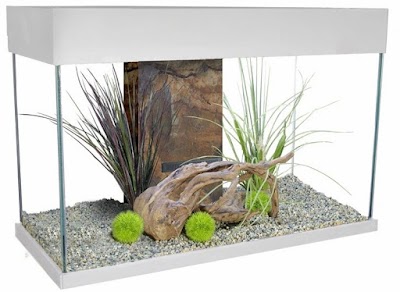 Rift Lake Aquatics