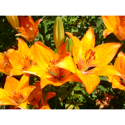 Photos of LILIUM VIVIENDA