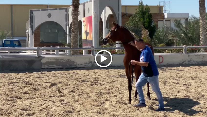 مربط البارز - صورة 3