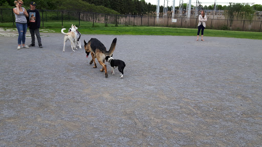 Canine Park - Visual