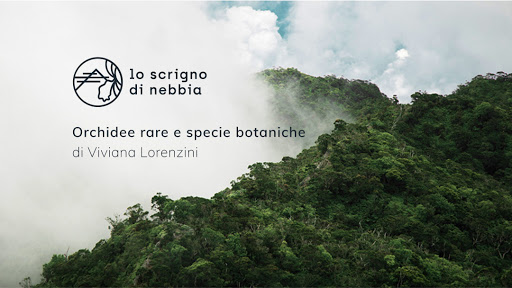 Lo scrigno di nebbia