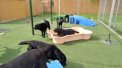 Photos of Camp K-9 Pet Resort and Spa, Inc.