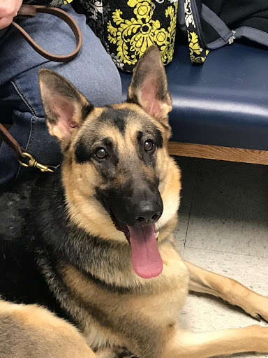 Access Veterinary Care - Thumbnail