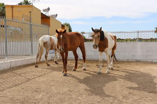 Salento EquiClub - Visual