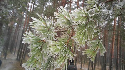 Photos of RMK Uusk&uuml;la telkimisala