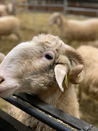 Photo n°3 de Ferme Coussirat à Monein (Ferme)