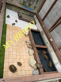 M’s BREED～日本石亀の里～