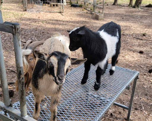 Cheese Acres Farm Gallery - United States