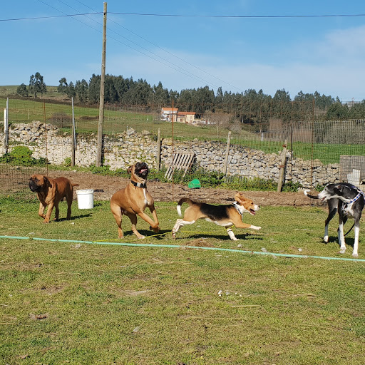 Hotel para perros Hotel canino Don y Doña Equi- guau
