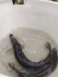 Photo n°24 de Amicale des Pêcheurs Loisonais à Loison-sous-Lens (Centre de loisirs)