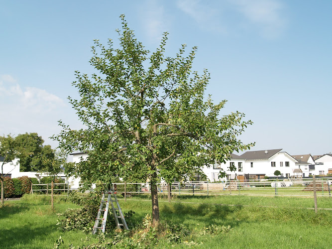 Baum Kiesslich photo