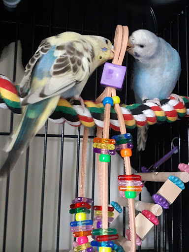 Birdy Boredom Busters (Online Store) - Thumbnail