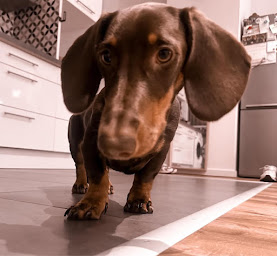 Photo n°8 de Melanie Viola Ostéopathe Animalier à Saint-Étienne (Siège social)