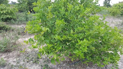Photos of Peak Sneng Khmer Lime Farm