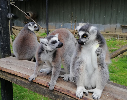 Zoo Veldhoven - Thumbnail