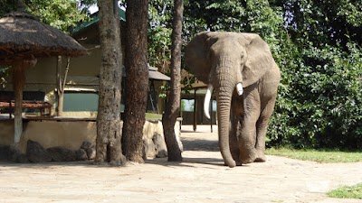 Photos of Diani Tours & Safaris