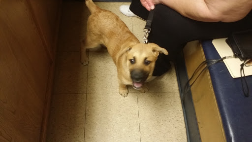 Dallas County Veterinary Hospital
