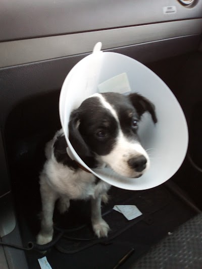 Photos of Veterinary clinic Roundabout