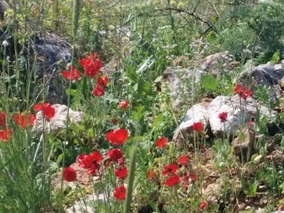 Photos of Migdal Tsedek National Park