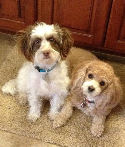 Photos of Mount Dora Veterinary Hospital