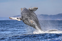 Avila Beach Whale Watching, Avila Beach, United States
