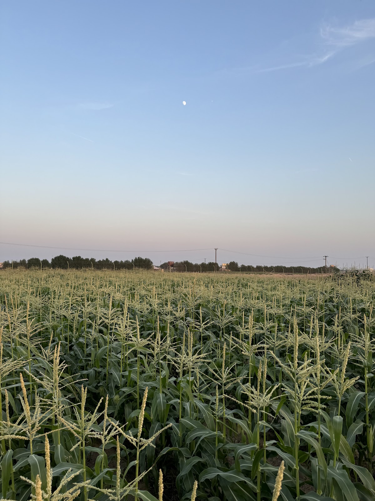 مزرعة شركة التموين - العبدلی - صورة 2