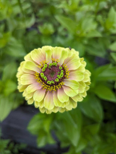 Ail Lys ferme florale - Thumbnail