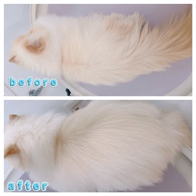 キャットサロン るちみる