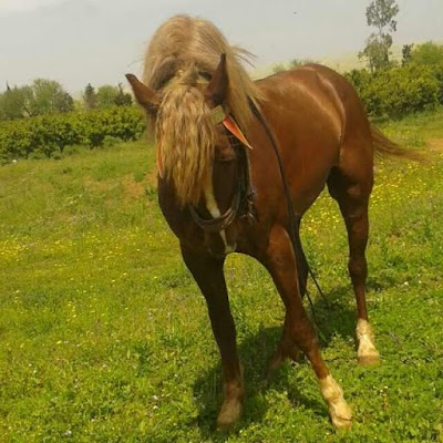Photos of Bni Makada Garden