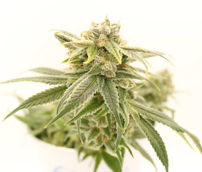 Photo of Ak Frost