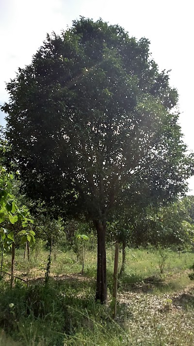 Photos of Maha Farm