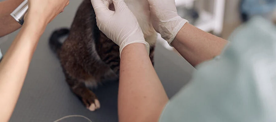 Banfield Pet Hospital