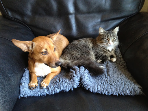 Vets4Pets - Sydenham - Thumbnail