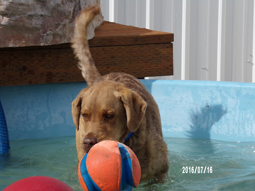 Aprils Plush Puppies Grooming & Boarding - Thumbnail