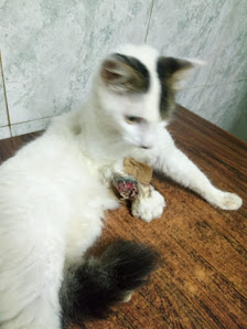 Foto de Curso Asistente Veterinario Caninos y Felinos . Gato